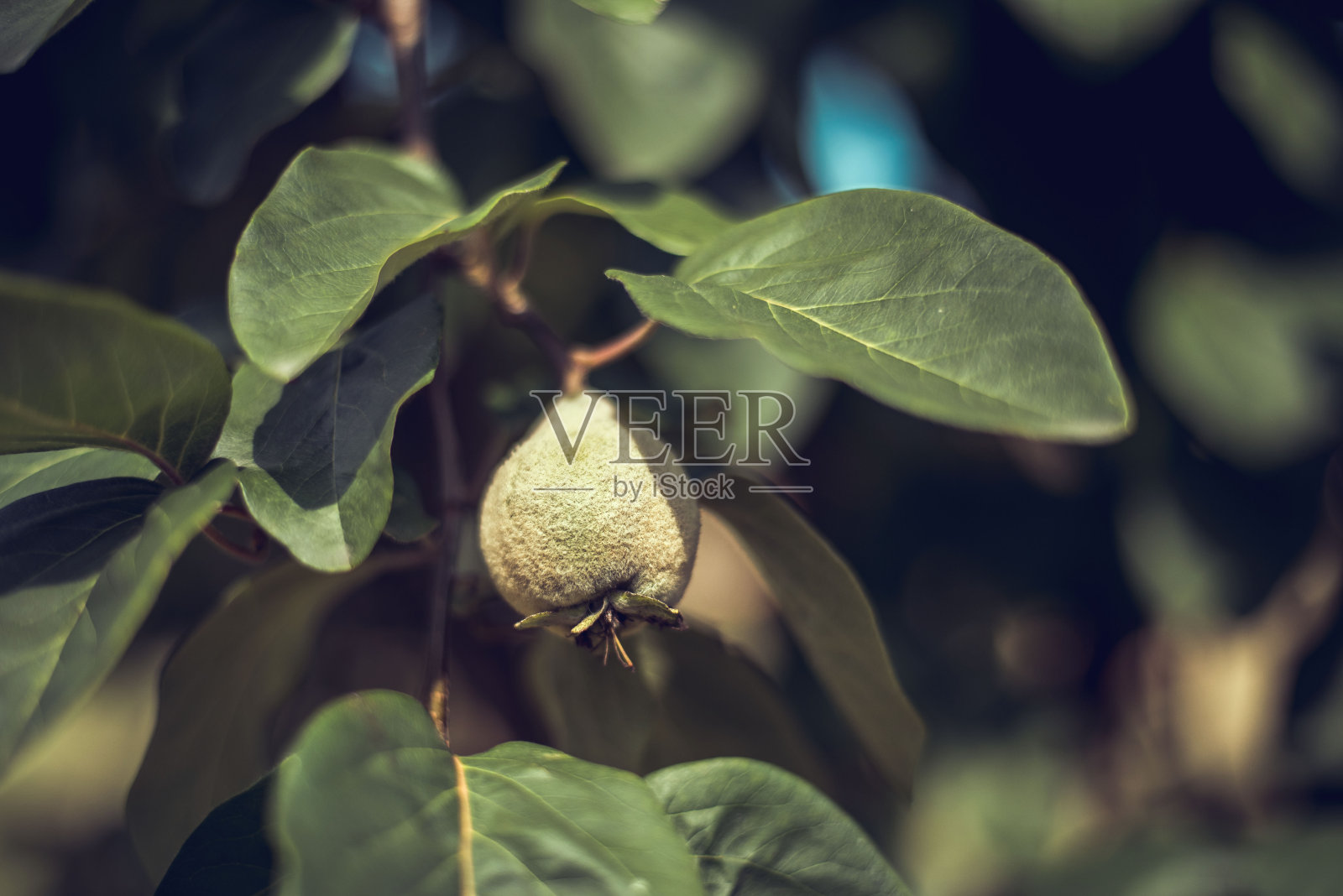 未成熟的水果。树上的绿色木瓜。照片摄影图片