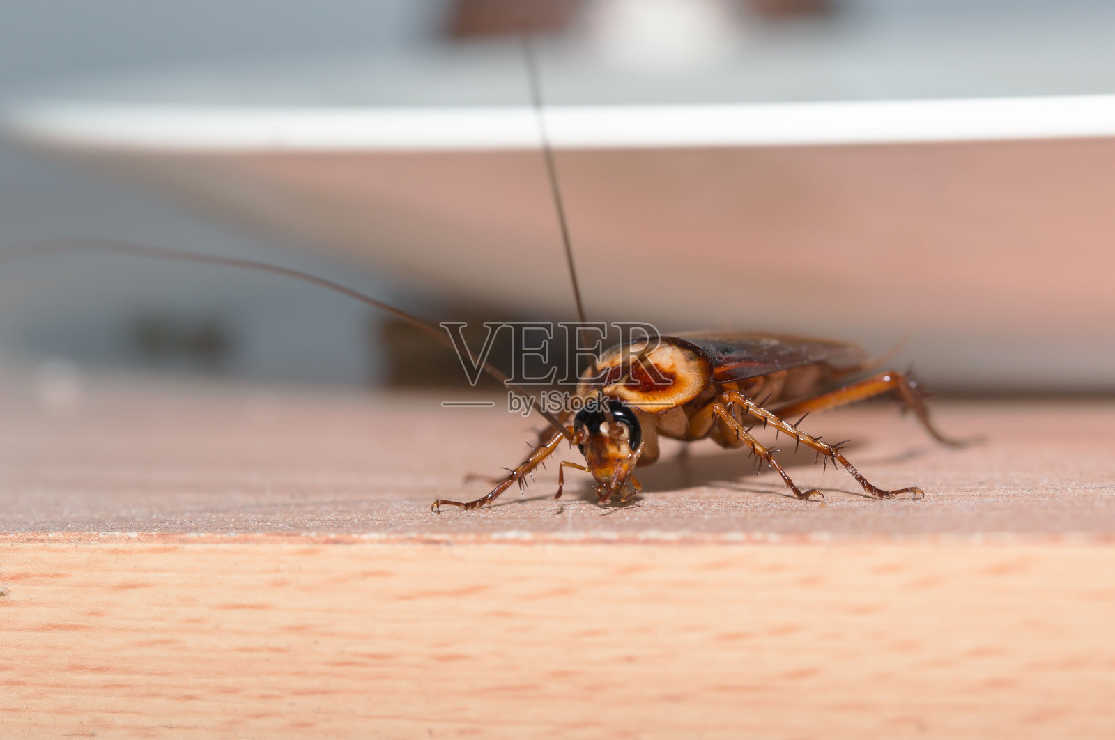 房子里的问题在于厨房里住着蟑螂。蟑螂躲在一盘食物下面。照片摄影图片