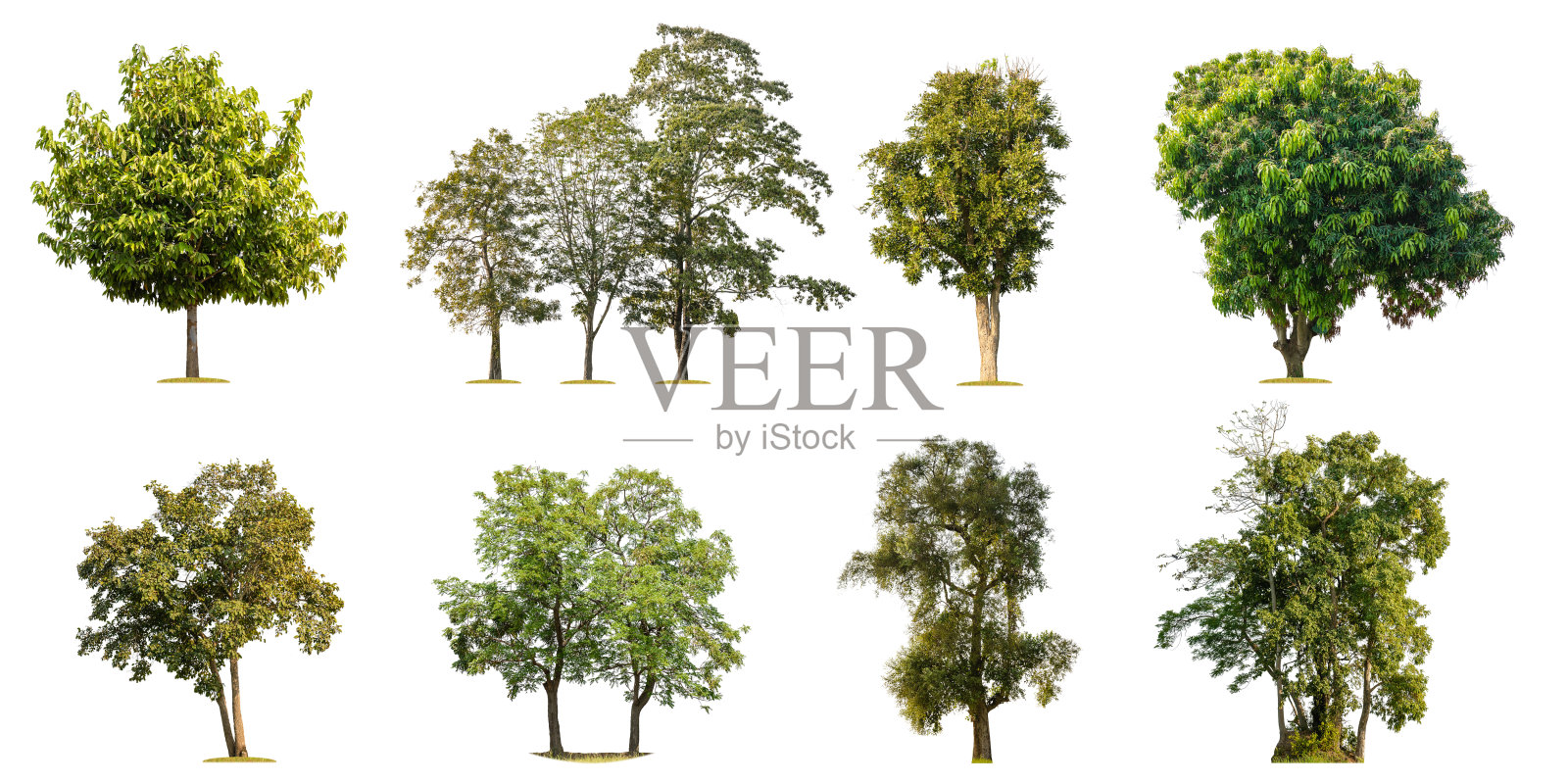 收集的热带绿树孤立在白色。保存与剪辑路径照片摄影图片