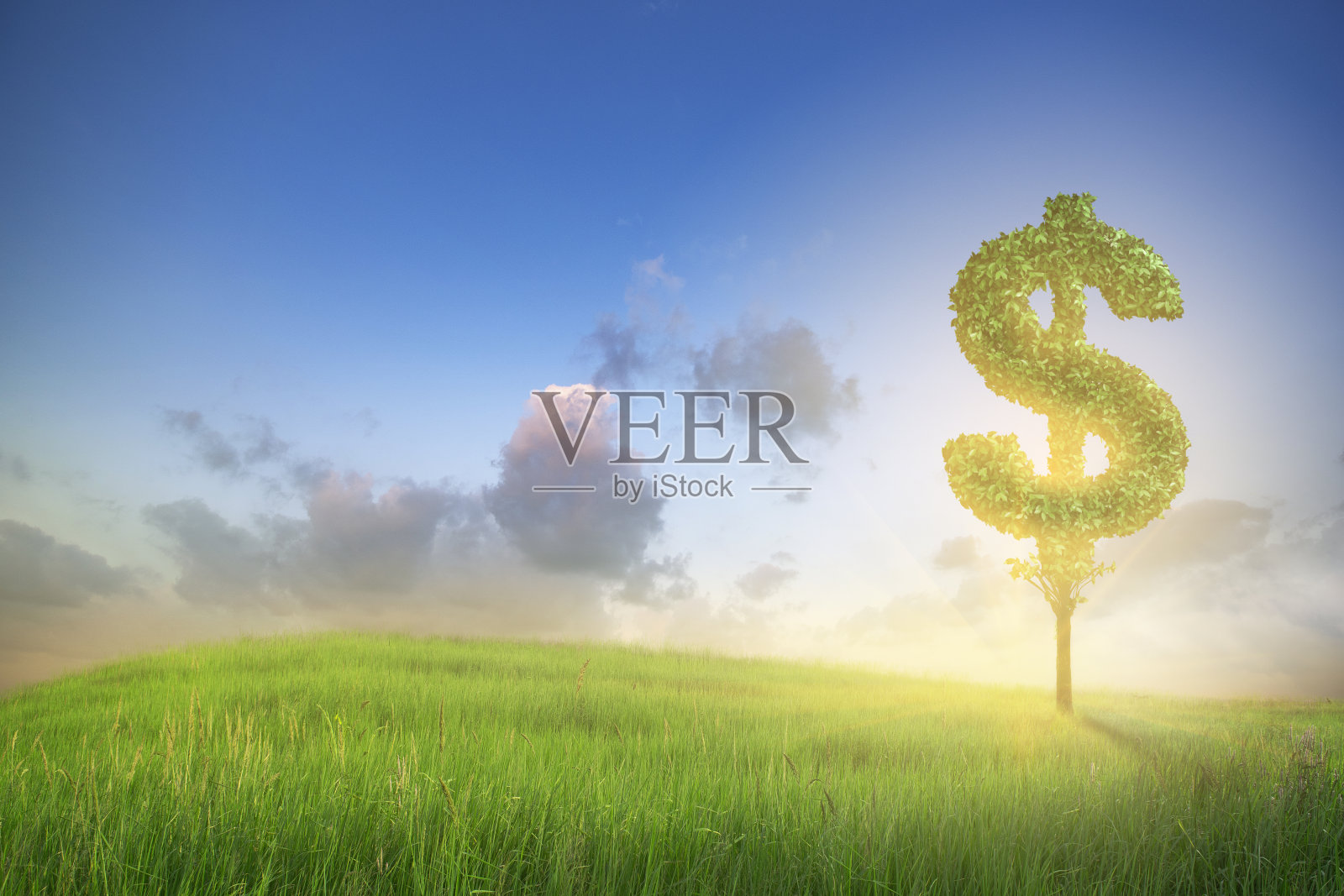 美元符号形状的绿色植物生长在绿色的田野。夏日草地、蓝天的自然景观。友好的商业和投资生态系统。银行和外汇市场。照片摄影图片