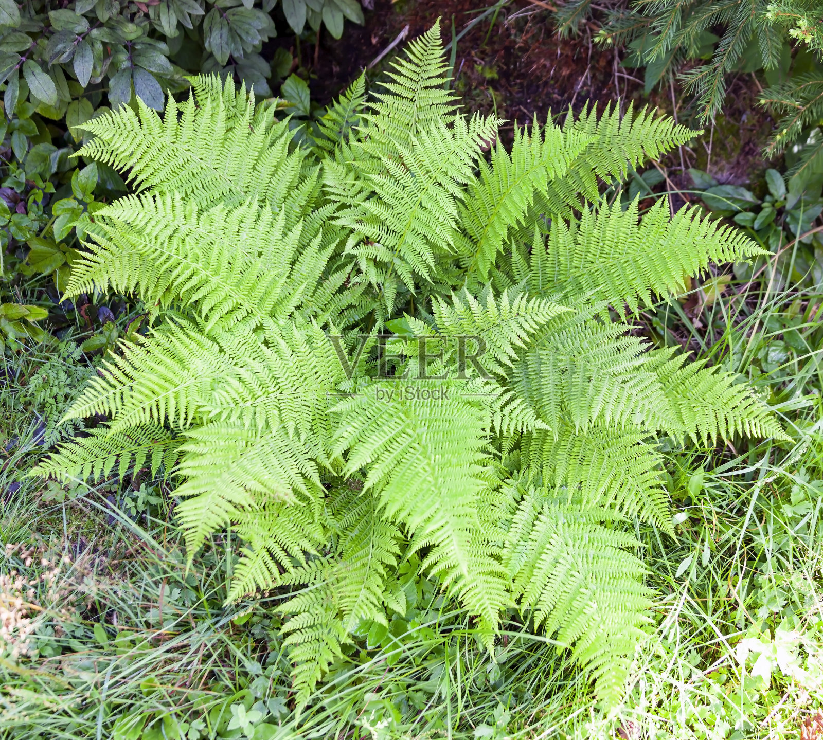 雌蕨类是一种典型的野生雌茎灌木标本。照片摄影图片
