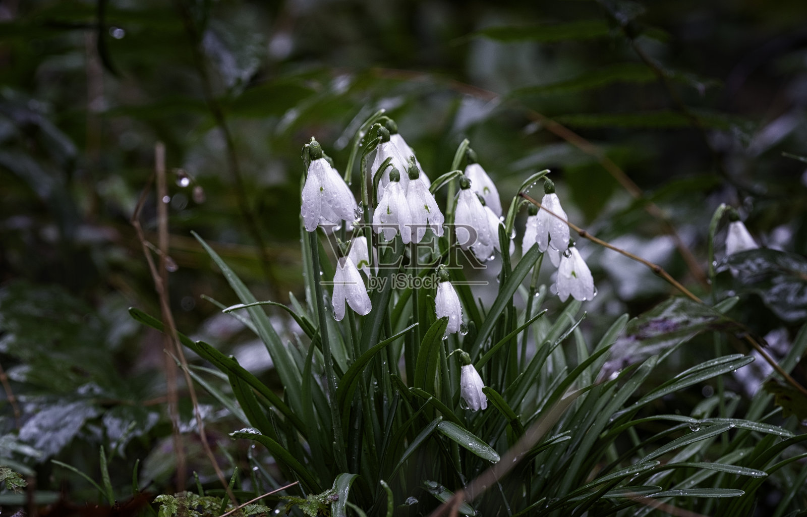 32、春花初开，雪花莲落，雨天有水珠落。照片摄影图片