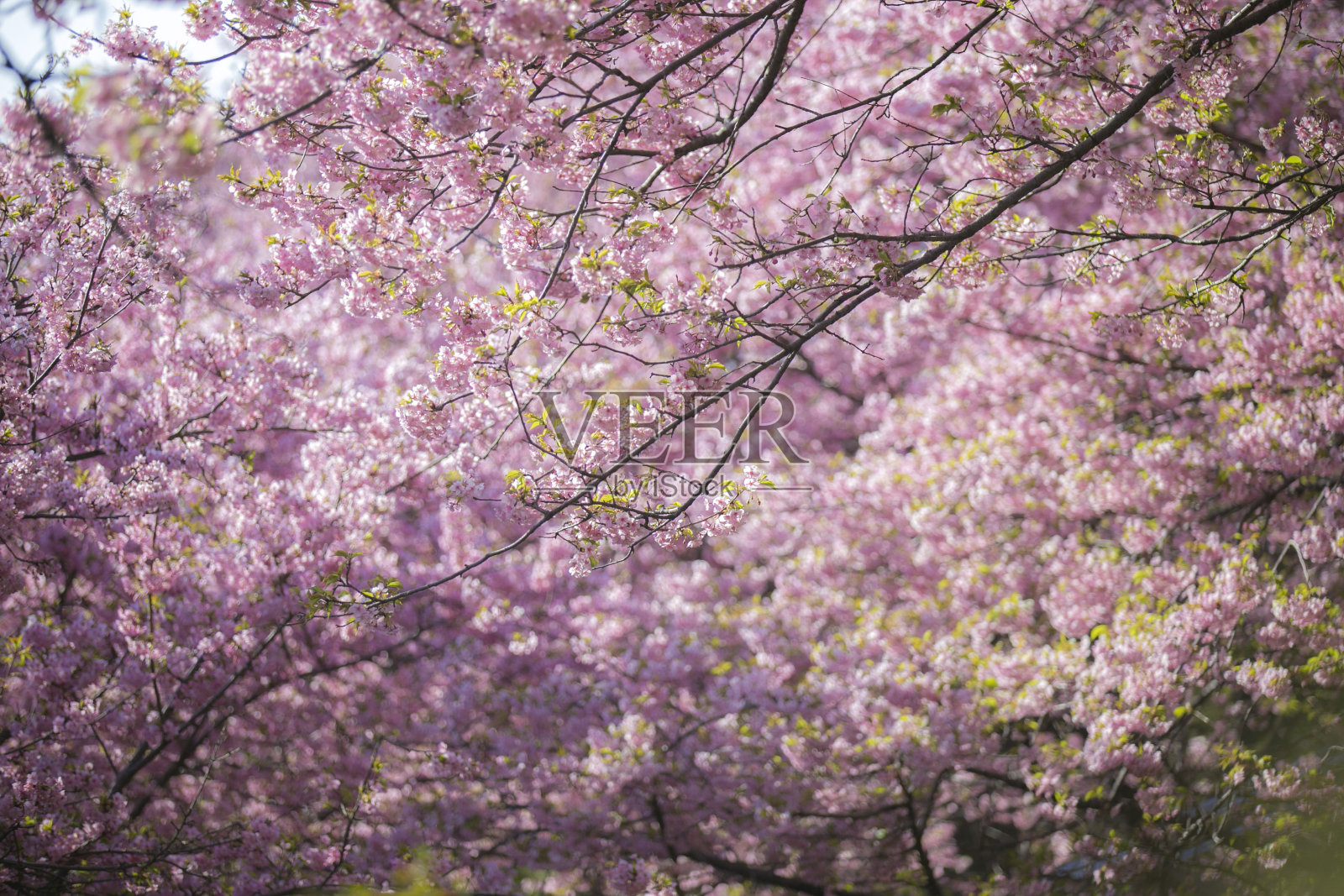 日本的樱花节照片摄影图片