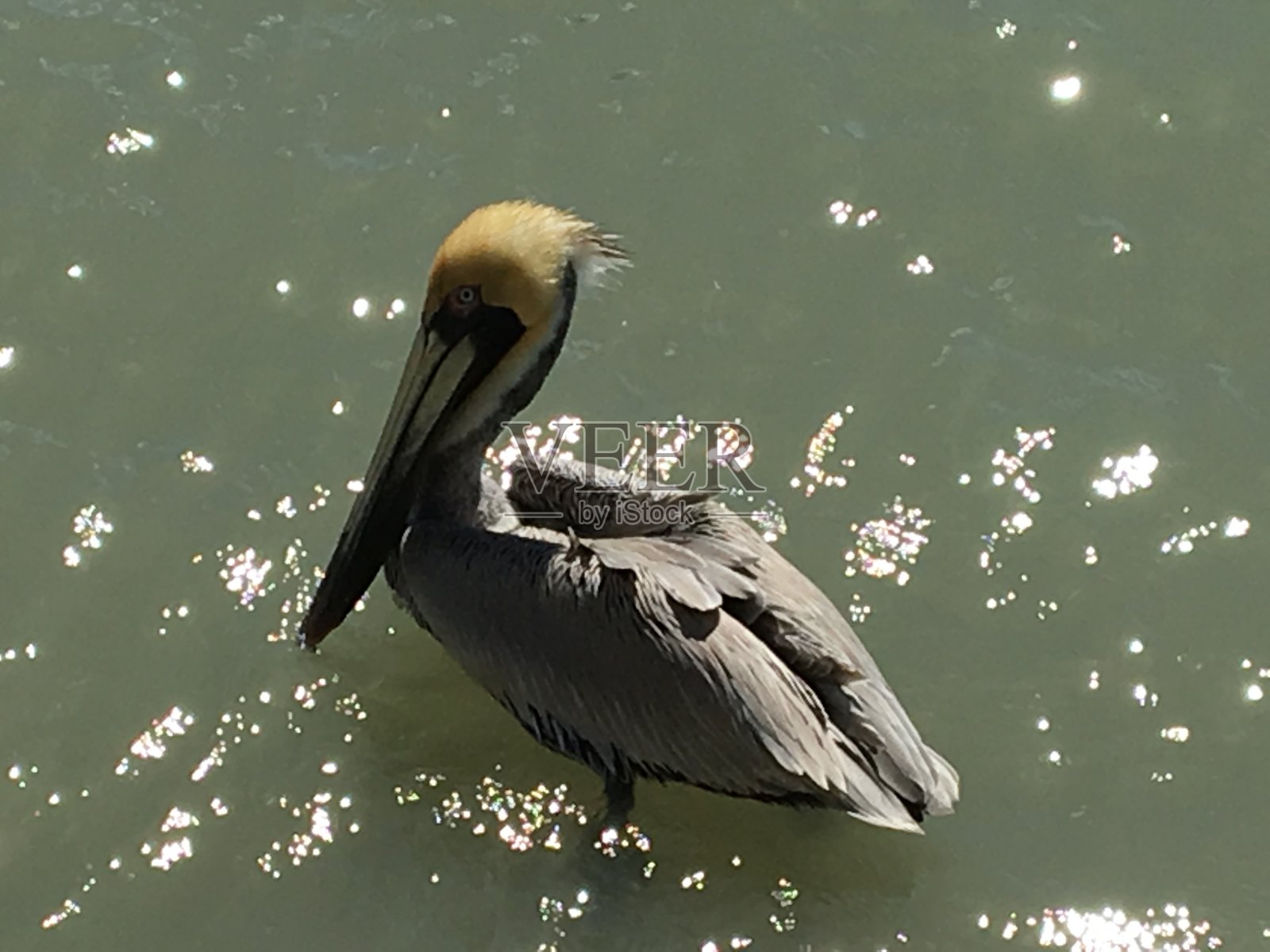 苏打水鹈鹕照片摄影图片