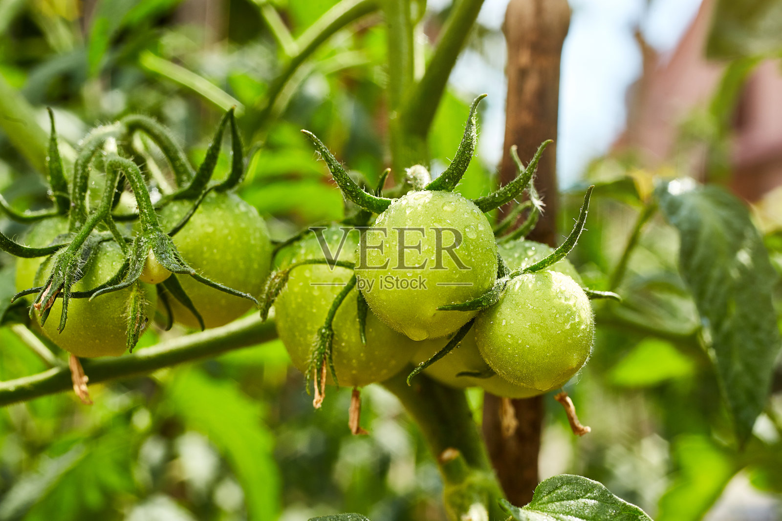 一束天然绿色未油菜西红柿在水滴生长在温室照片摄影图片