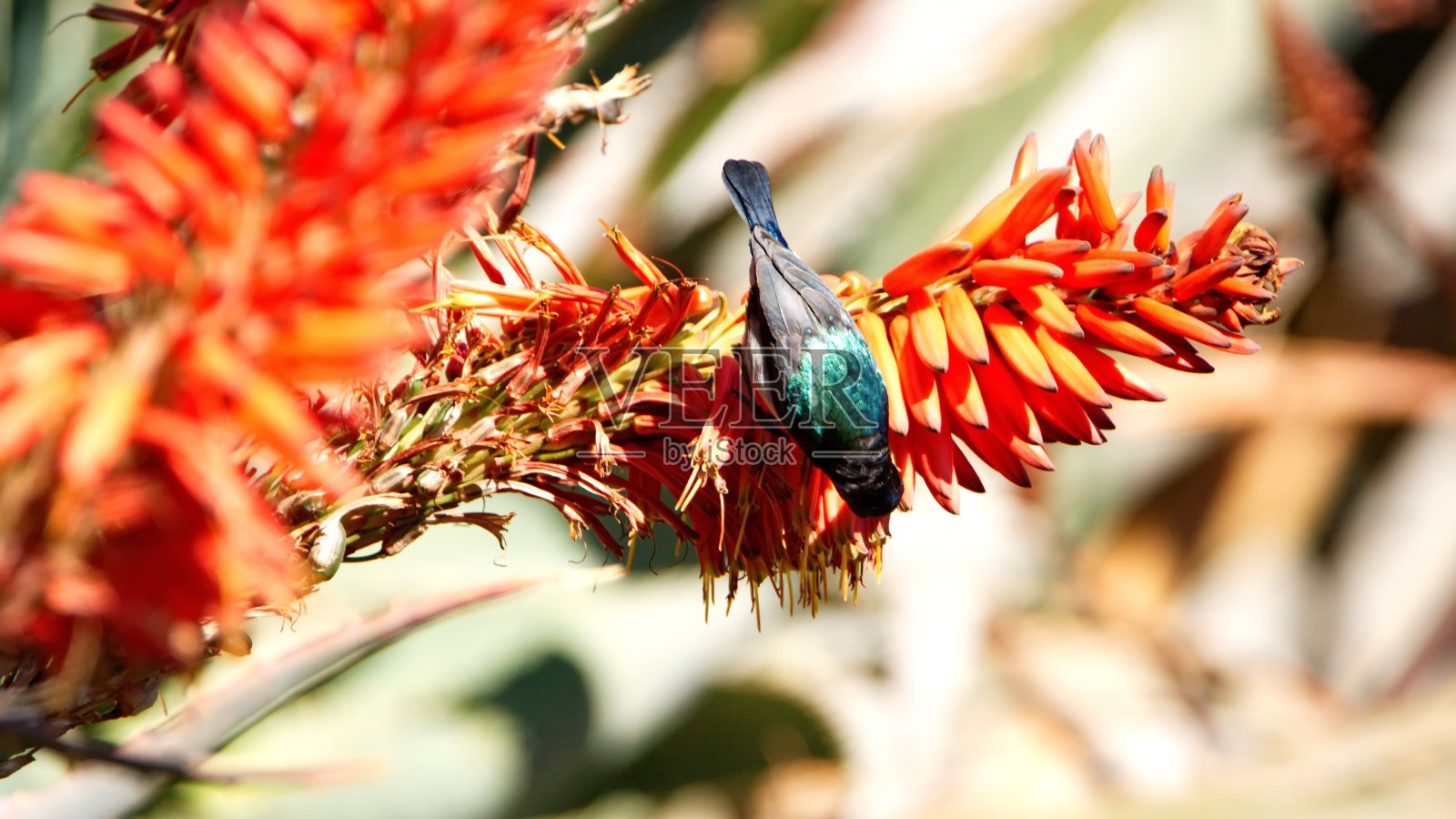 白腹太阳鸟照片摄影图片
