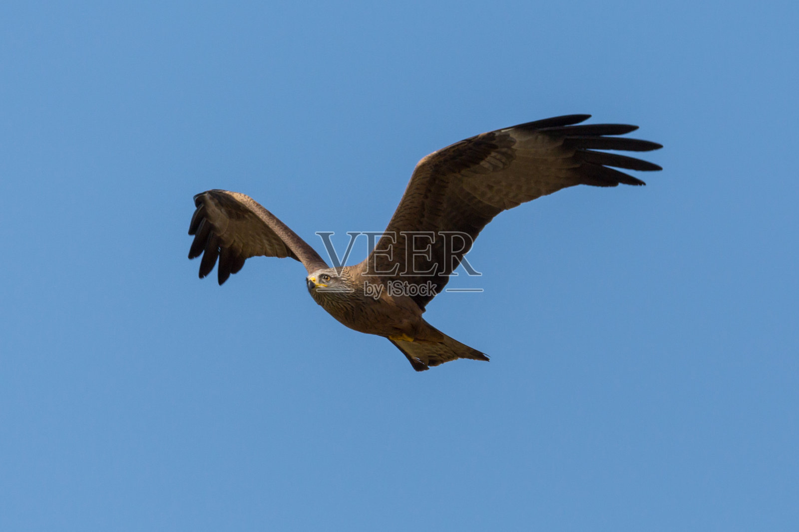 在蓝天中飞翔的黑风筝照片摄影图片