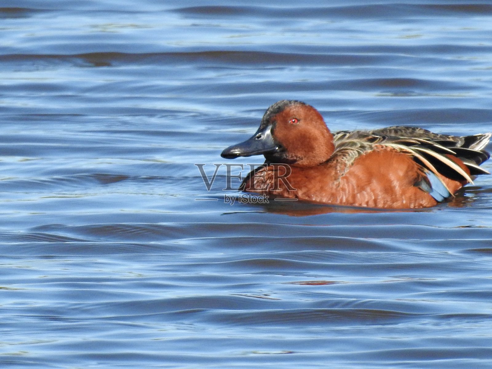 肉桂蓝蝶(抹刀蓝蝶)-游泳在佛罗里达湿地照片摄影图片