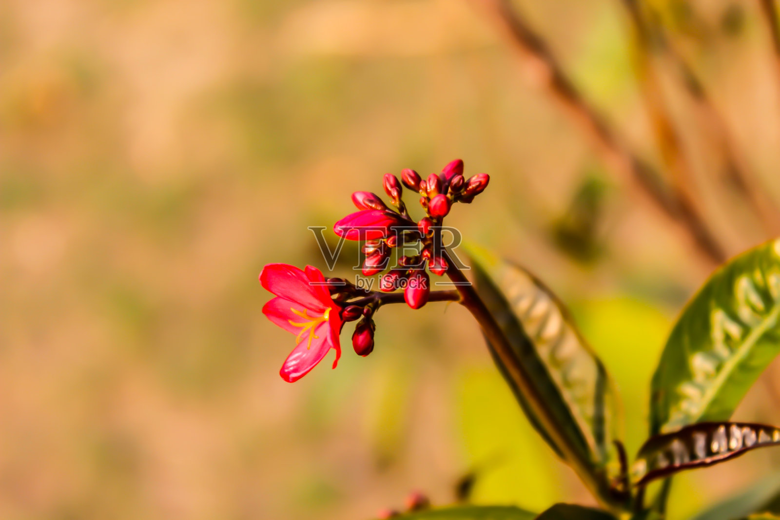 一幅花的画照片摄影图片
