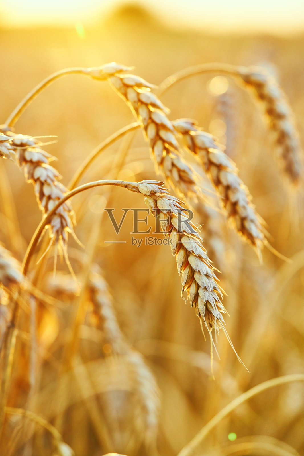 麦田。金色的麦穗。美丽的日落景观。成熟的耳朵背景。成熟的禾谷类作物。关闭照片摄影图片