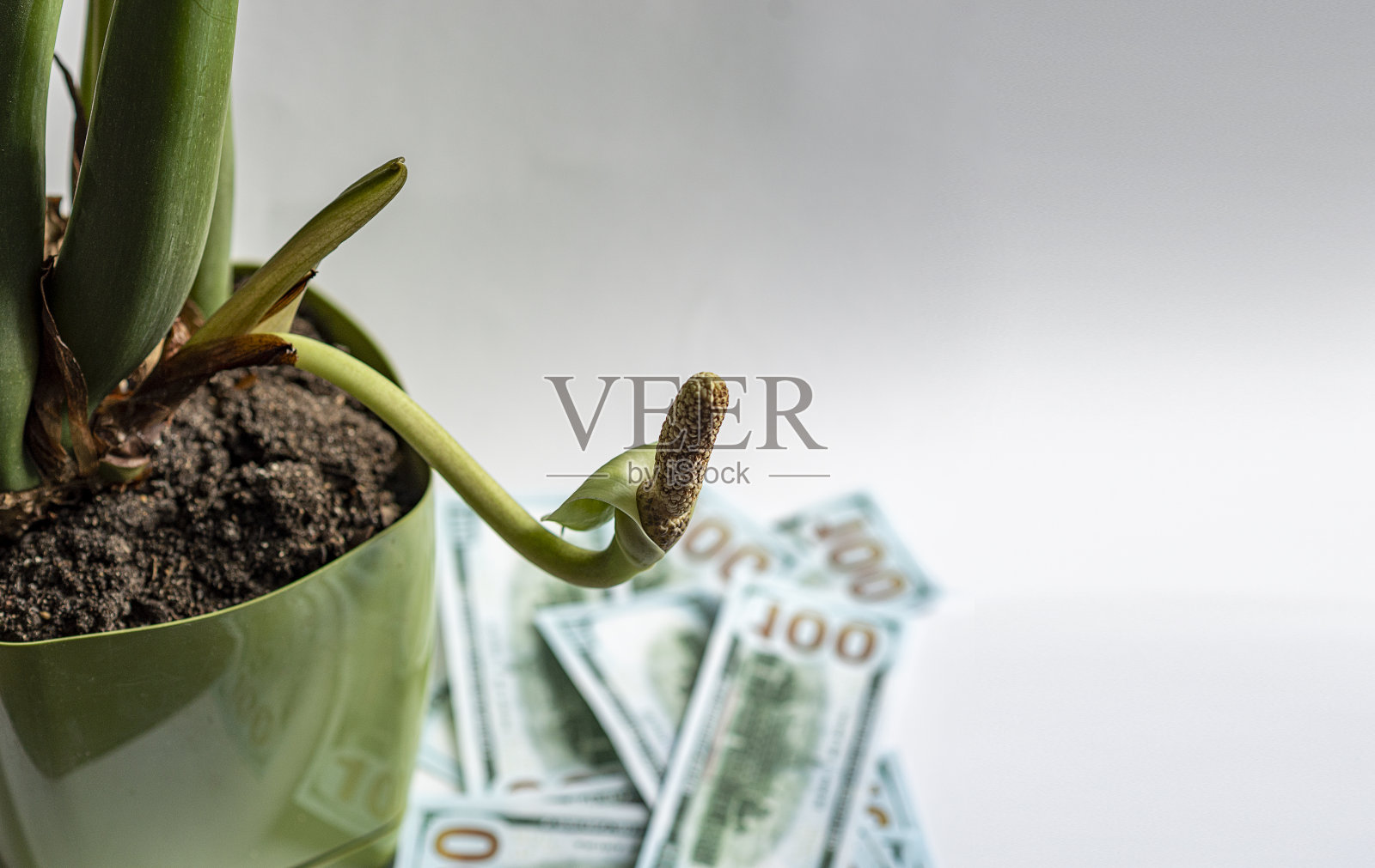 Zamioculcas(美元树)花。室内植物在一个绿色的花盆。在背景是美元。有选择性的重点。С等空间。照片摄影图片