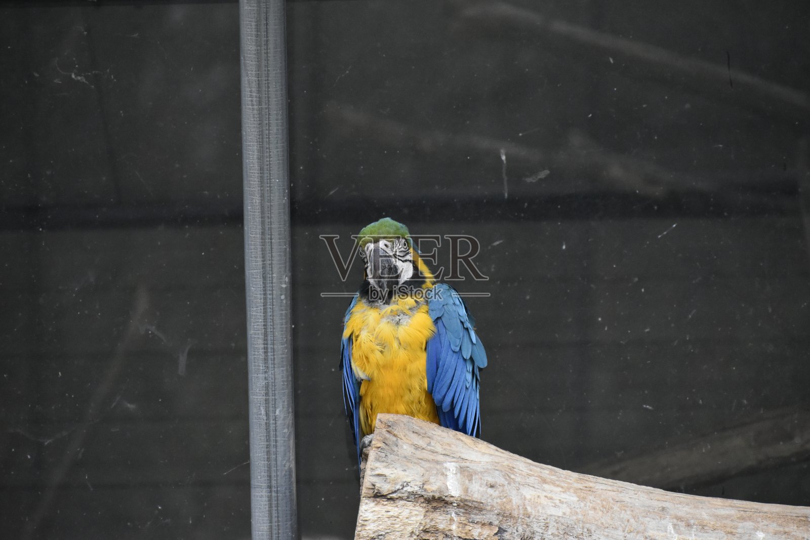 萨法里·德·保格雷照片摄影图片