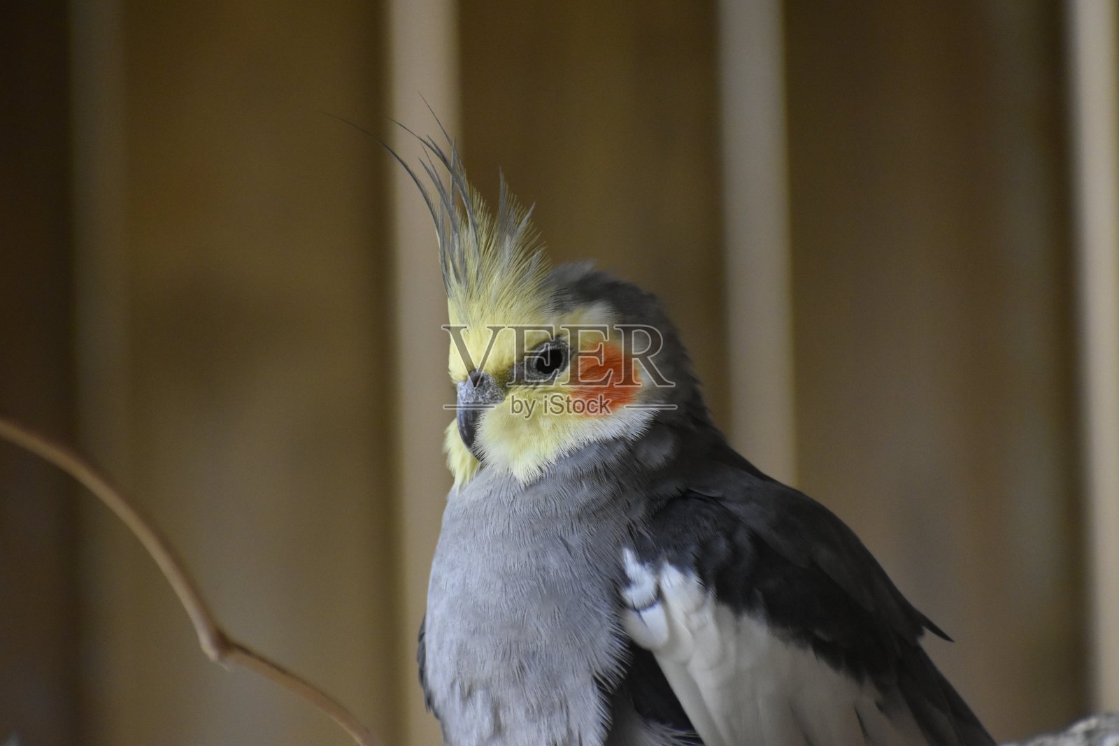 萨法里·德·保格雷照片摄影图片