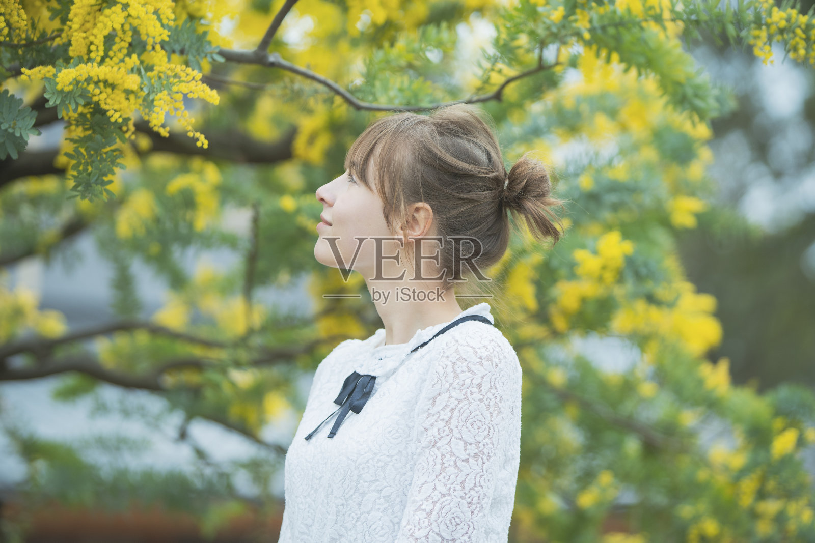 一个看含羞草开花的女人照片摄影图片