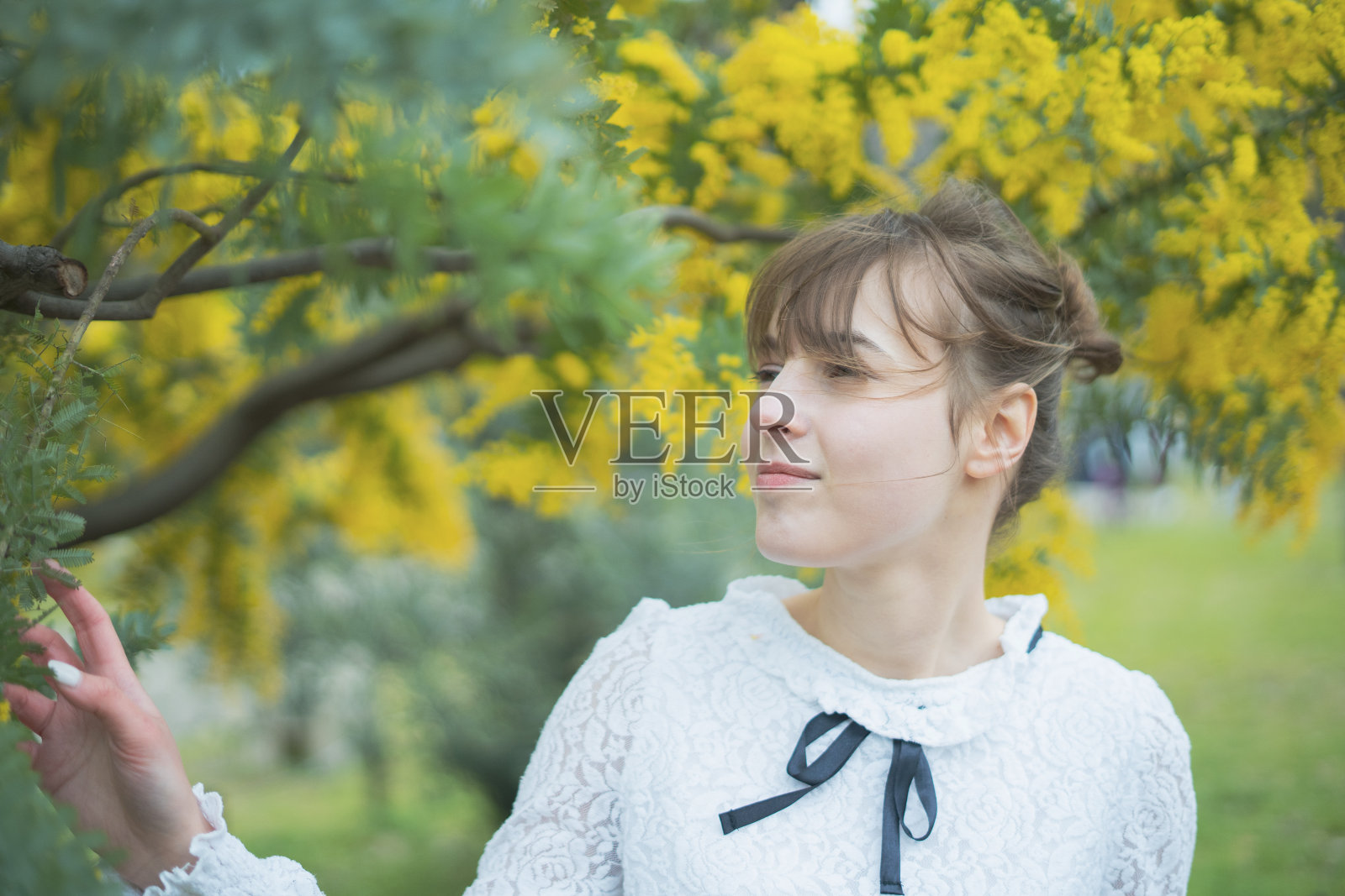 一个看含羞草开花的女人照片摄影图片