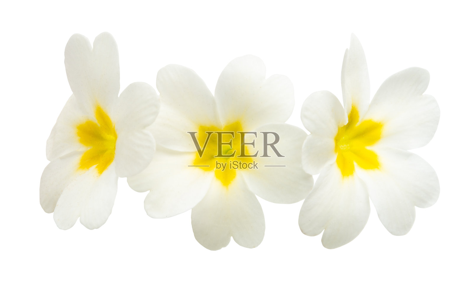 月见草的花孤立照片摄影图片