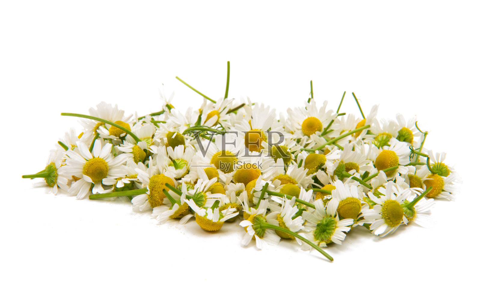 医疗甘菊孤立照片摄影图片