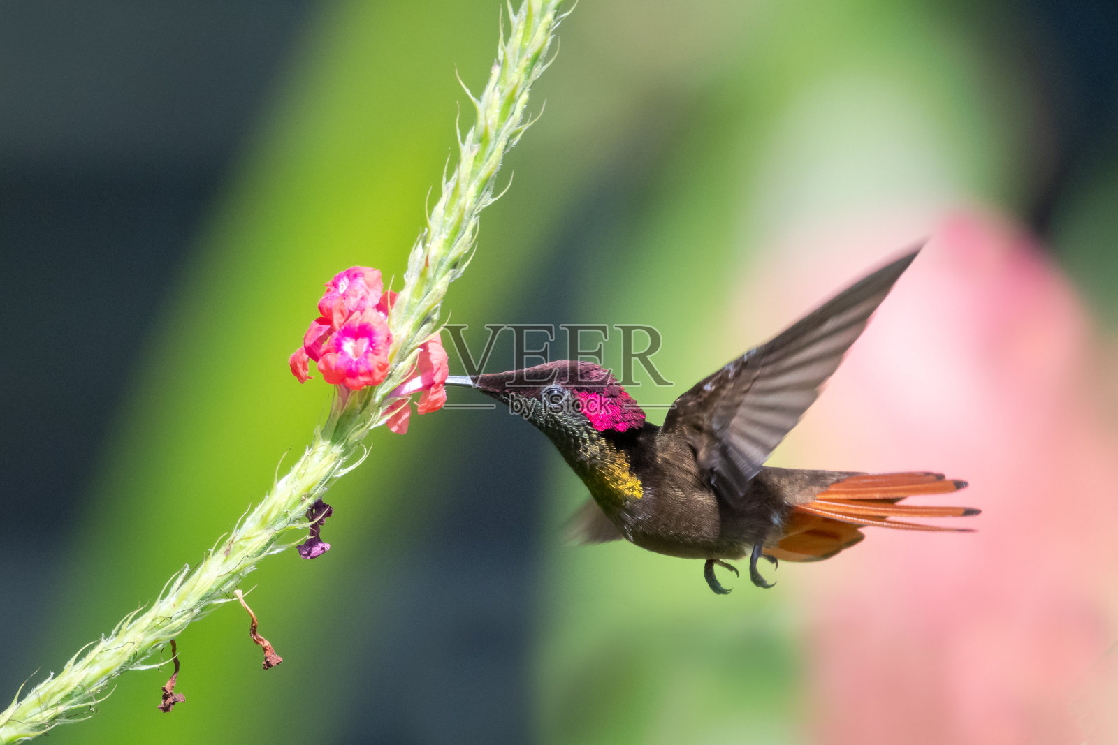 红宝石黄玉蜂鸟在热带花园中觅食照片摄影图片