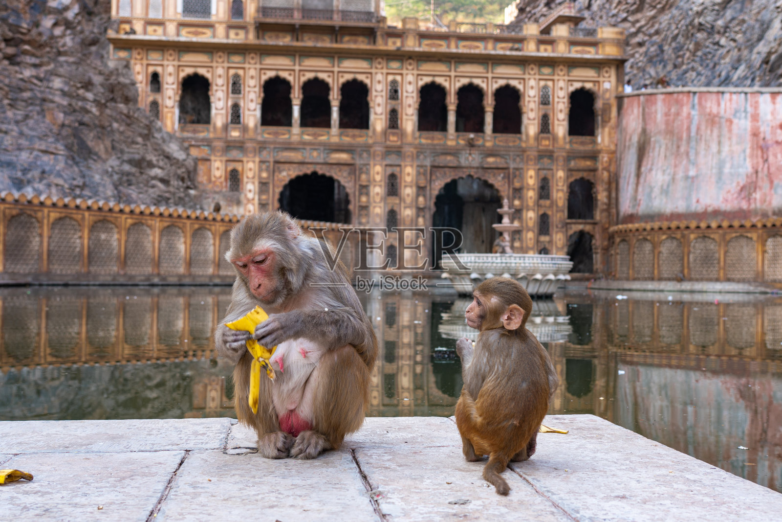 印度斋浦尔哈奴曼寺的猴子照片摄影图片