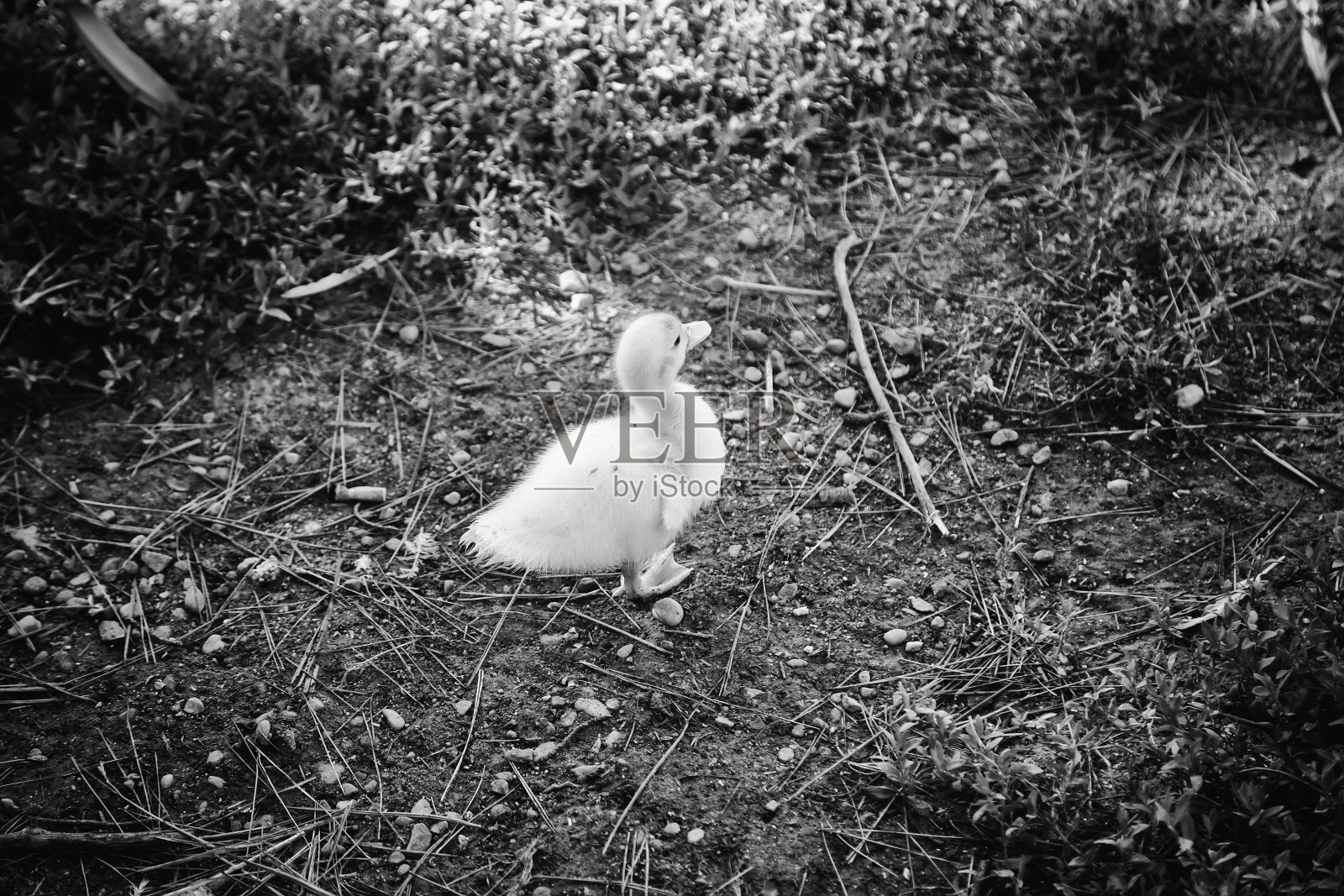 小鸭子公园照片摄影图片