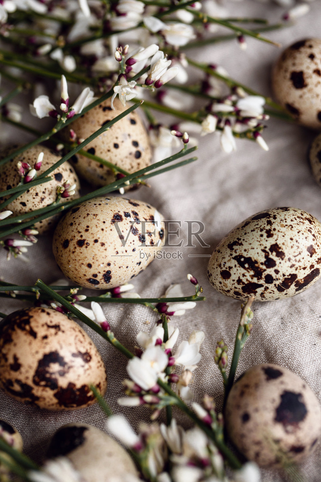 鹌鹑蛋和白色的春天的花。照片摄影图片