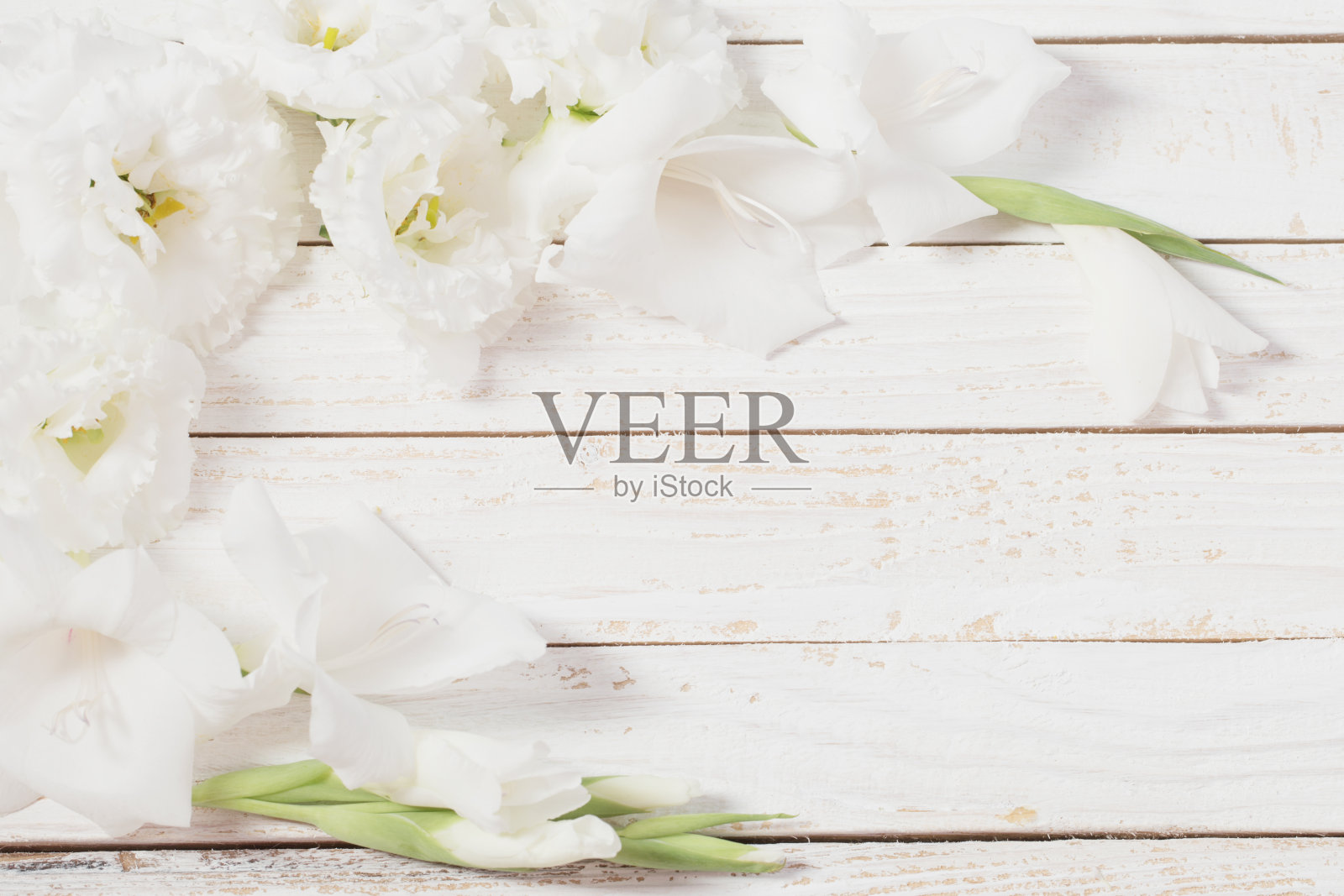 白色唐菖蒲和白色木背景上的洋桔梗照片摄影图片