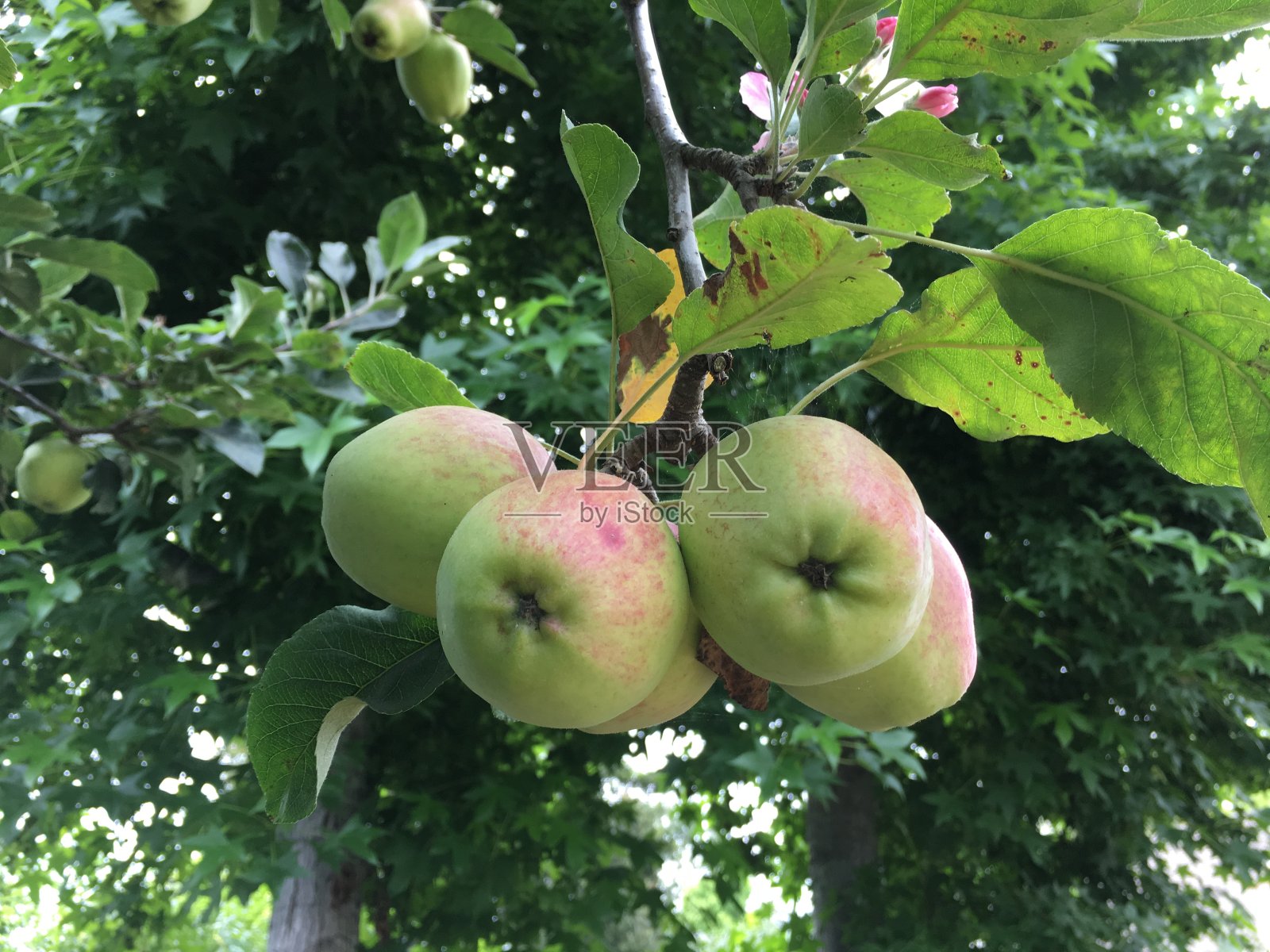 准备采摘的苹果照片摄影图片