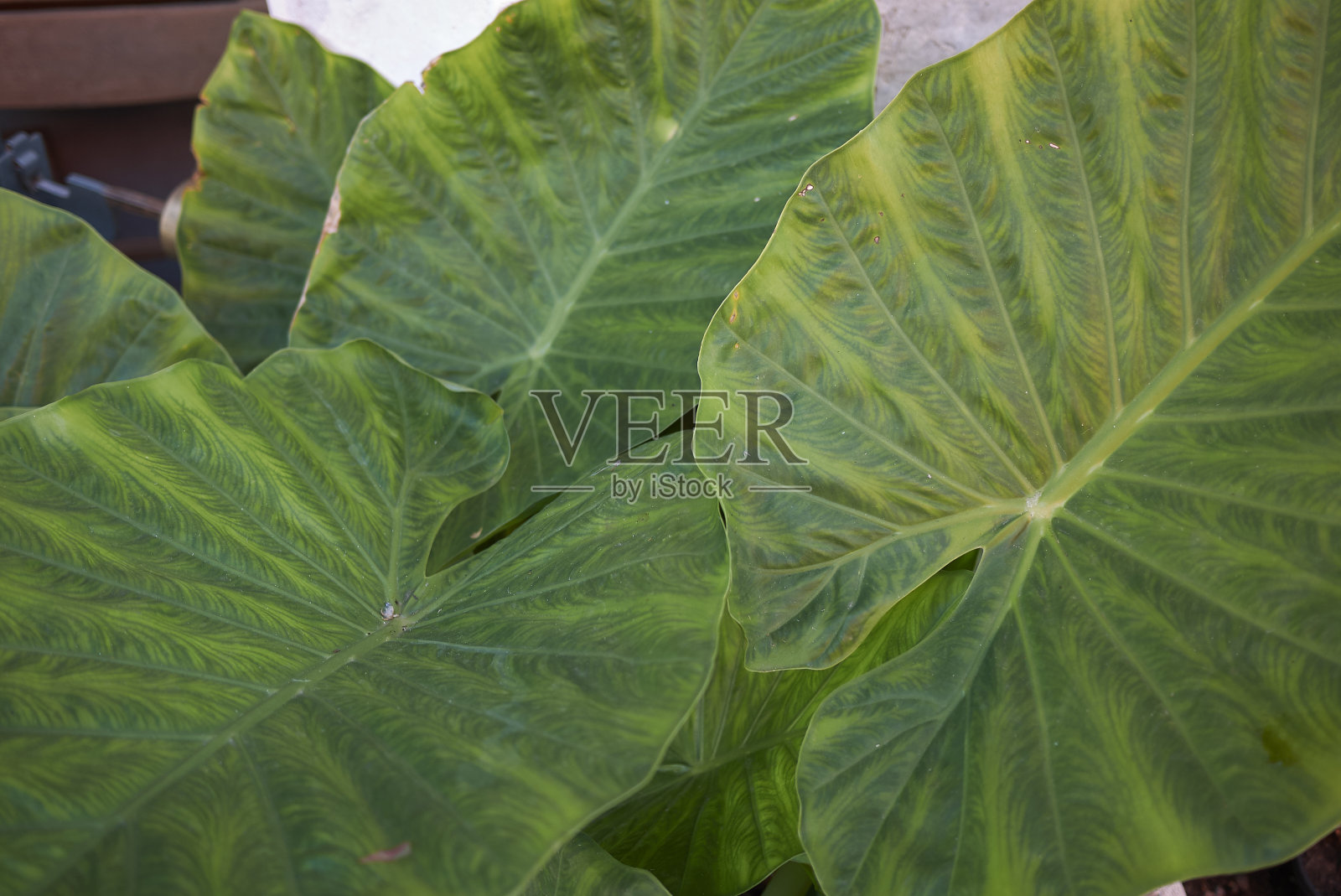 芋gigantea照片摄影图片