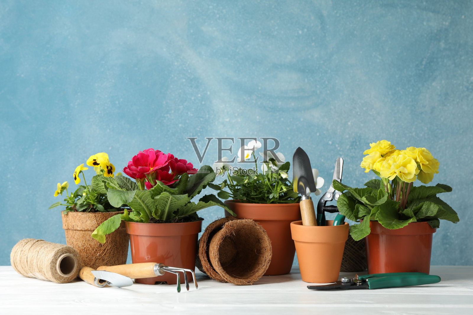 盆花和园艺工具的蓝色背景，文字空间照片摄影图片