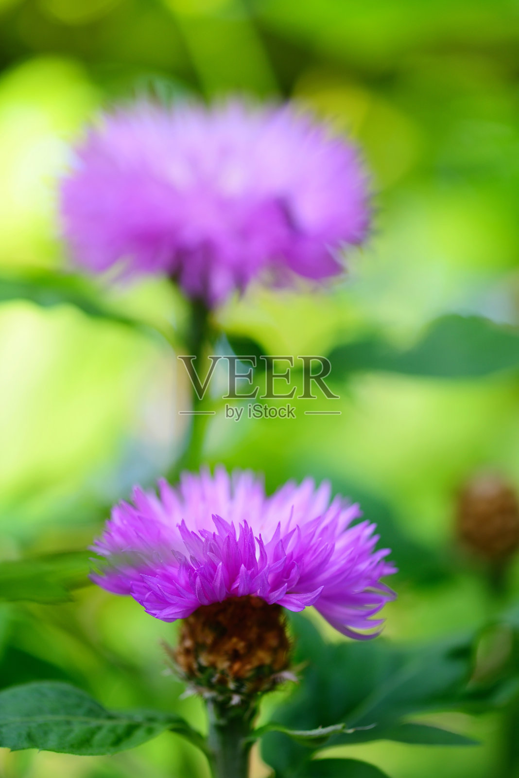 自然背景上的玉米花特写照片摄影图片