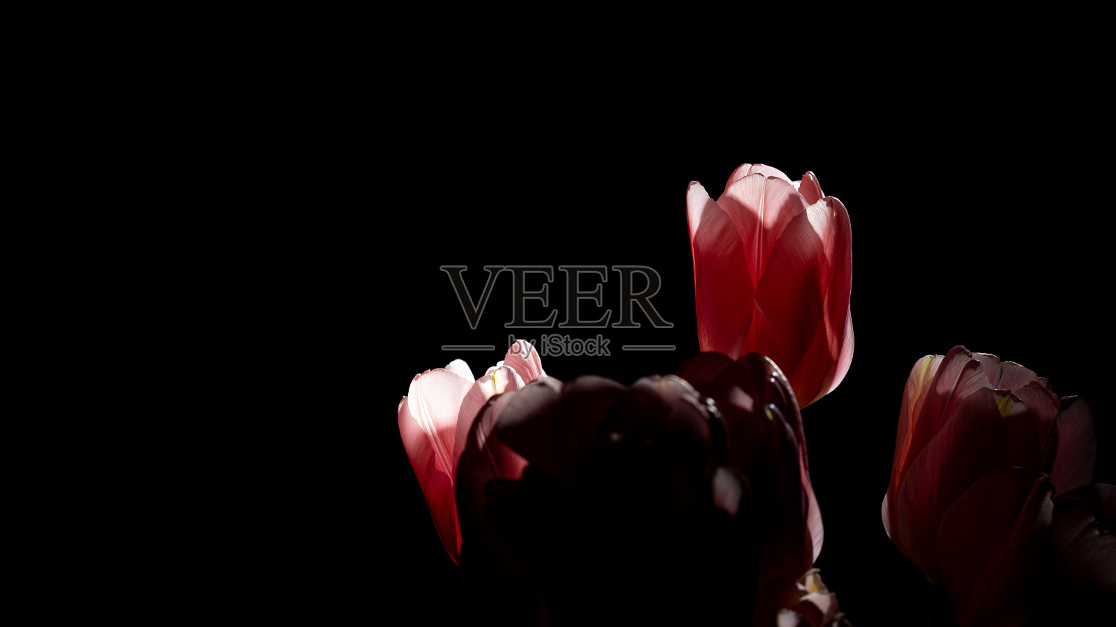 粉红色的郁金香花盛开，光滑的花瓣纹理孤立在黑色的背景照片摄影图片