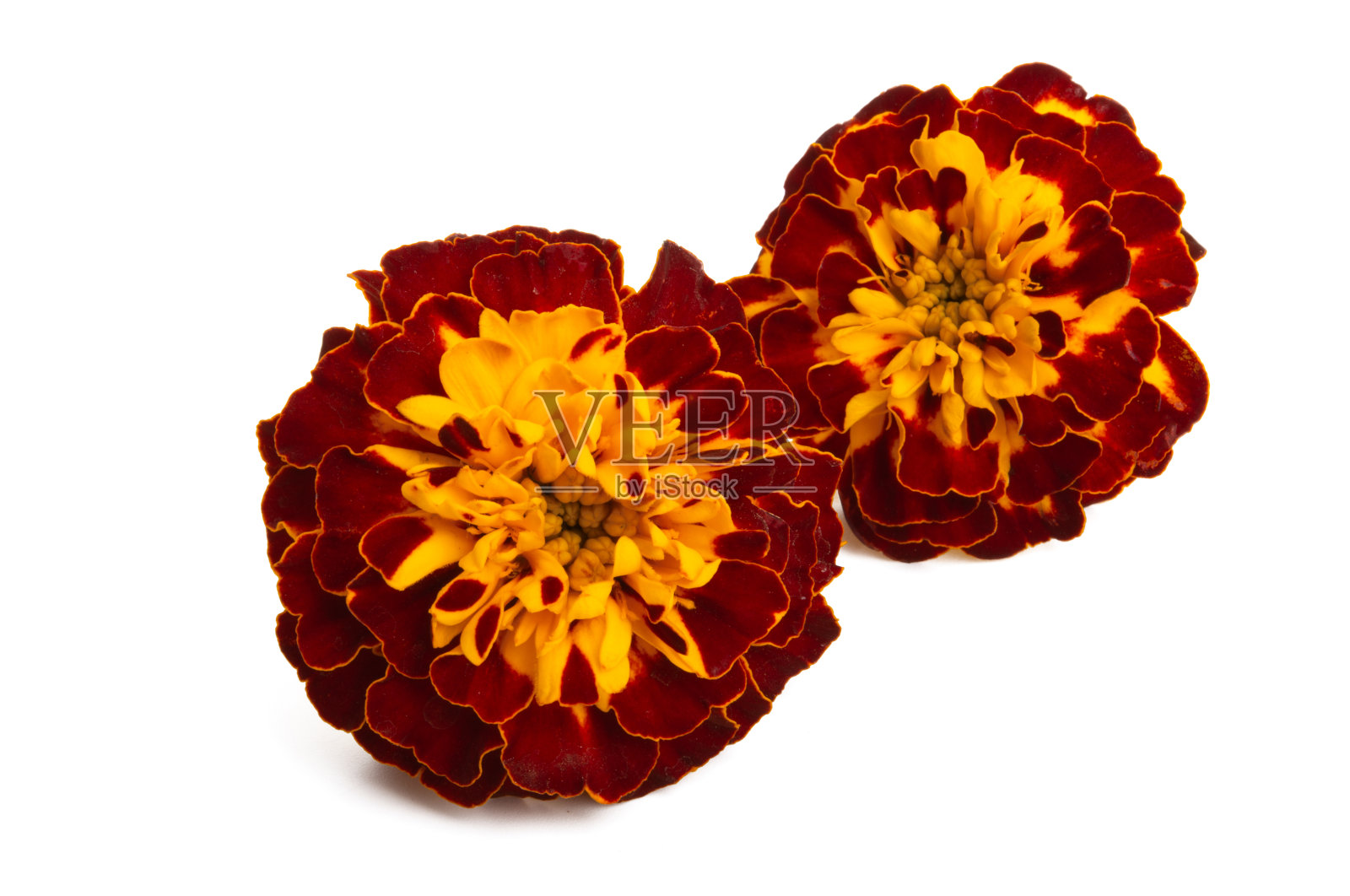 金盏花孤立照片摄影图片