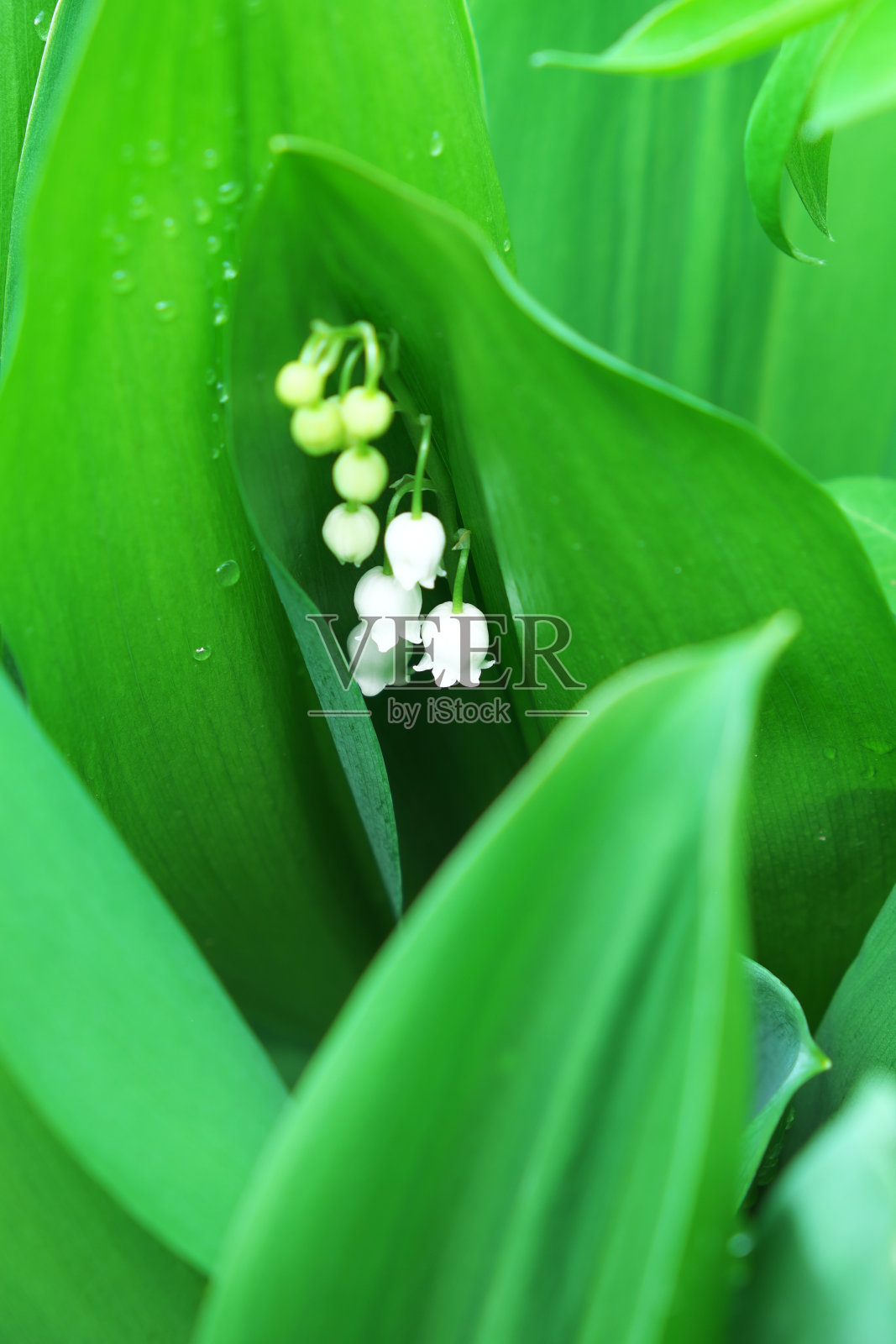 铃兰叶子上的露珠。照片摄影图片