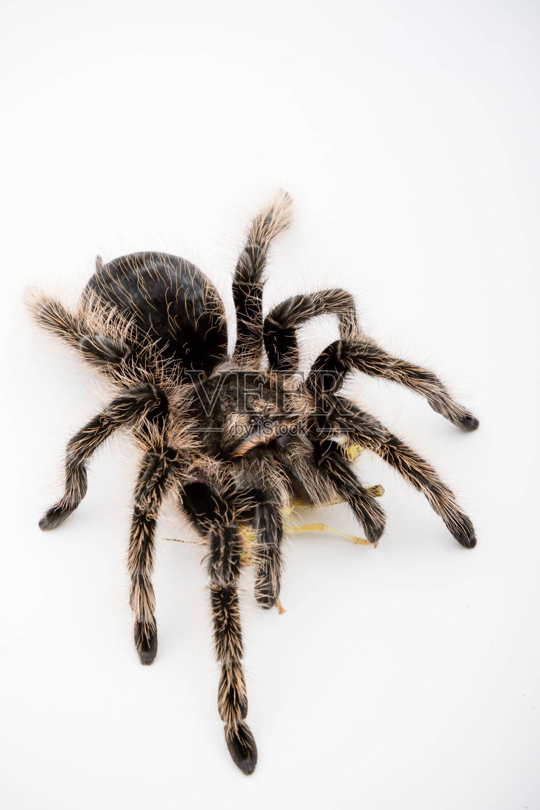 洪都拉斯卷毛狼蛛照片摄影图片