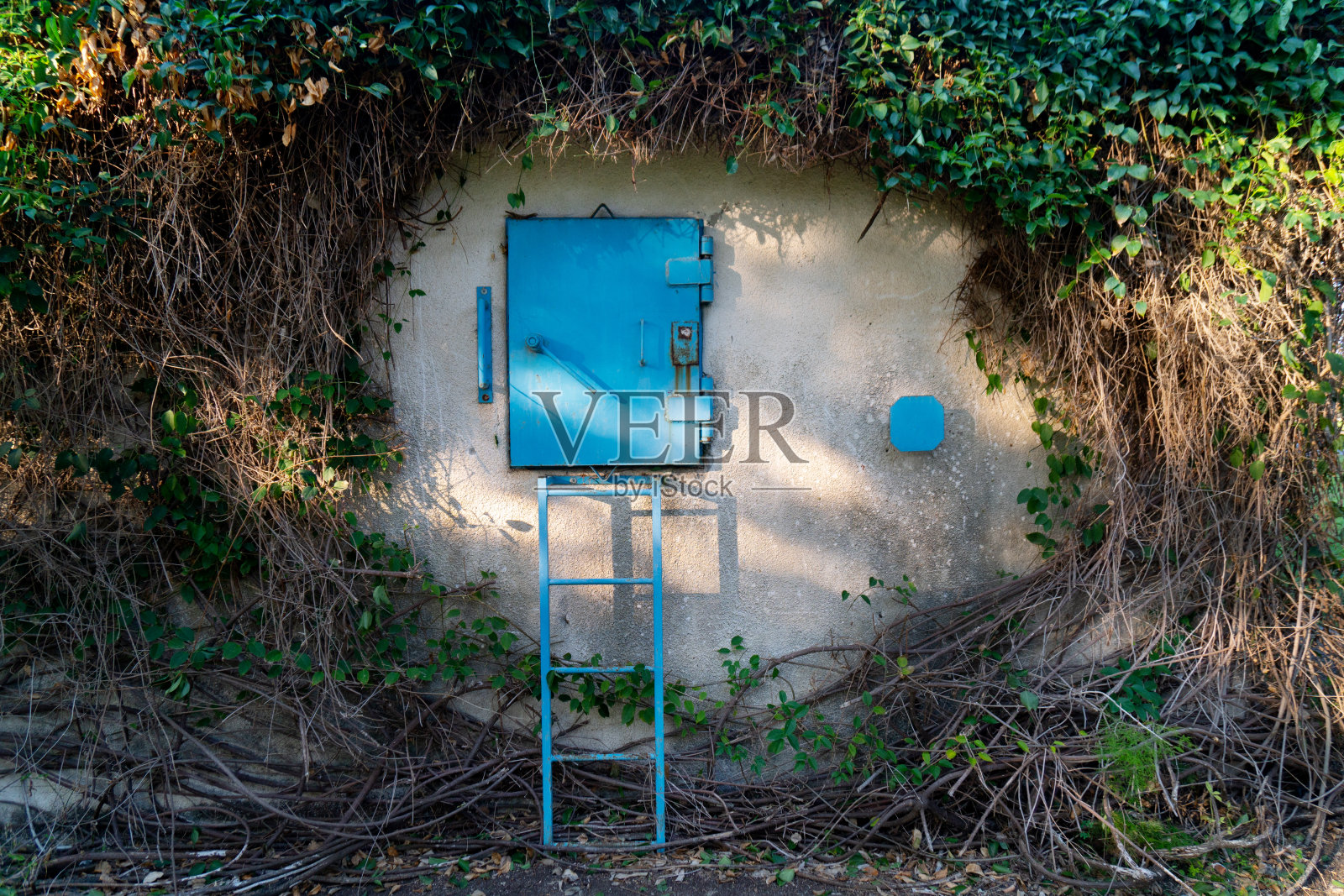 植物绿叶掩映下的以色列避弹所照片摄影图片