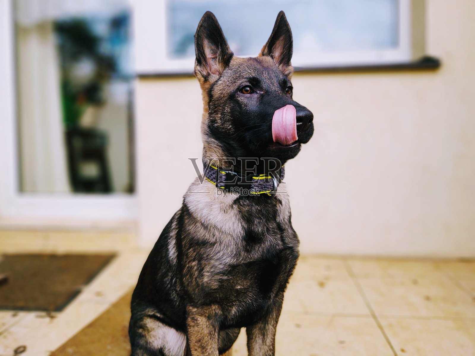 德国牧羊犬幼小的小狗在花园里玩耍。照片摄影图片