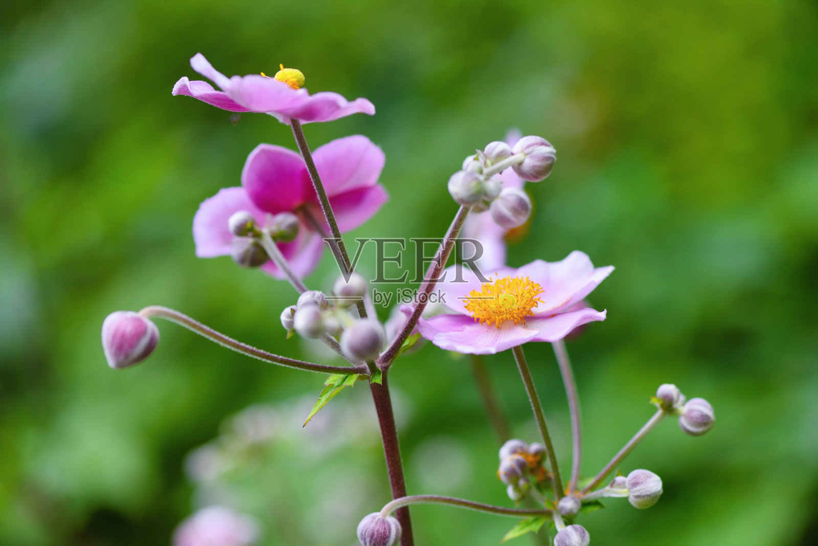 花园中粉红色的中华银莲花/湖北银莲花照片摄影图片