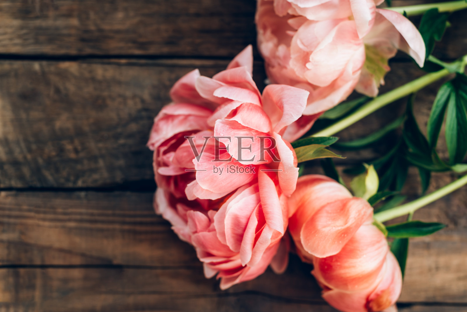 一束粉红色的牡丹和玫瑰照片摄影图片