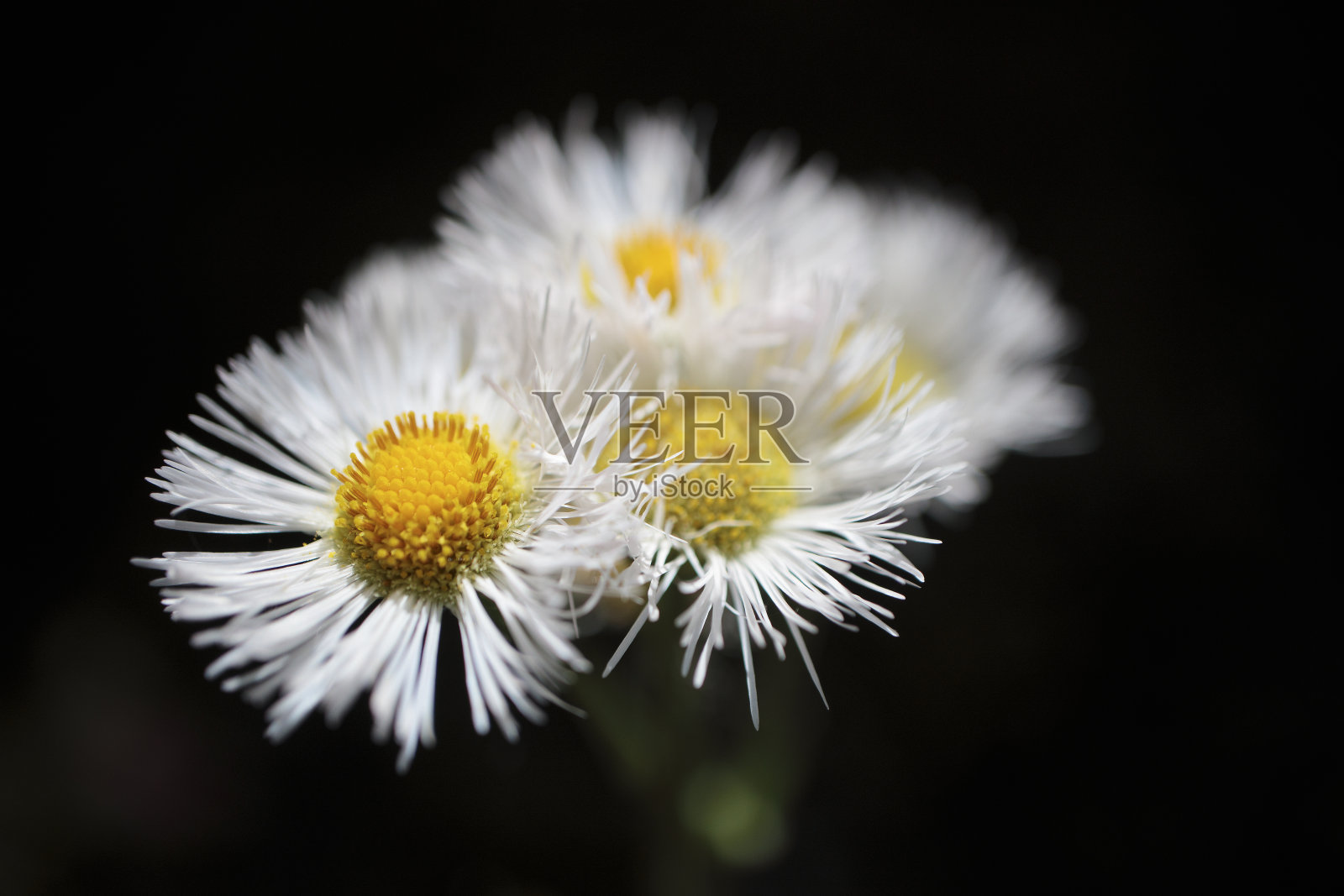 花照片摄影图片