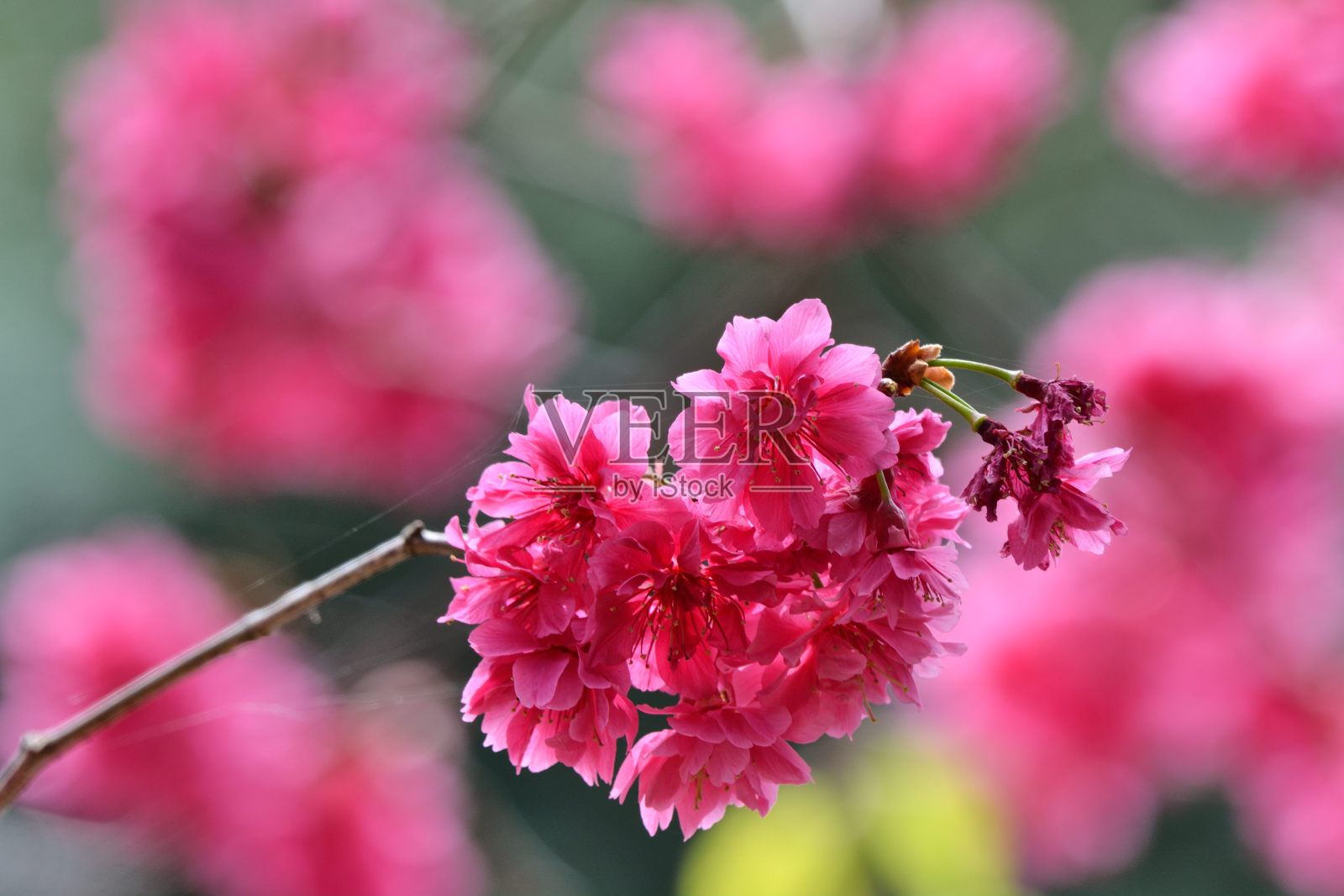Double-flowered樱桃(李属campanulata)。照片摄影图片