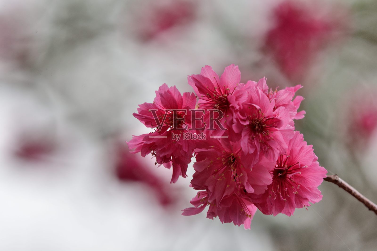 Double-flowered樱桃(李属campanulata)。照片摄影图片