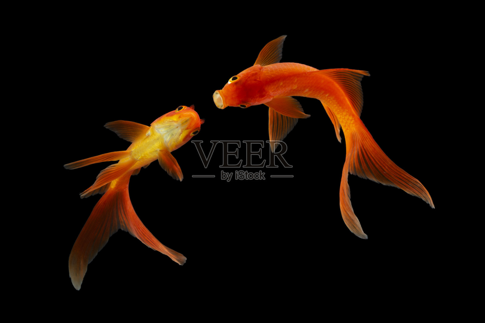 锦鲤鱼金色孤立在黑色背景。照片摄影图片