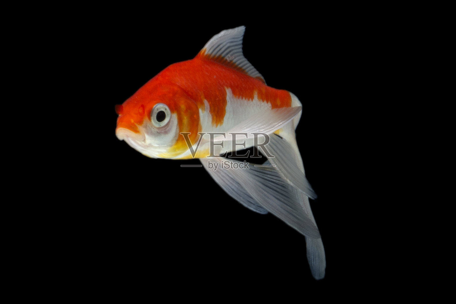 锦鲤鱼金色孤立在黑色背景。照片摄影图片