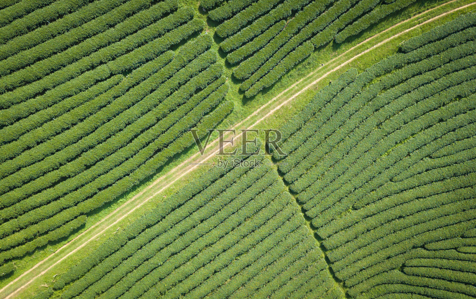 鸟瞰图上方的绿茶农场照片摄影图片