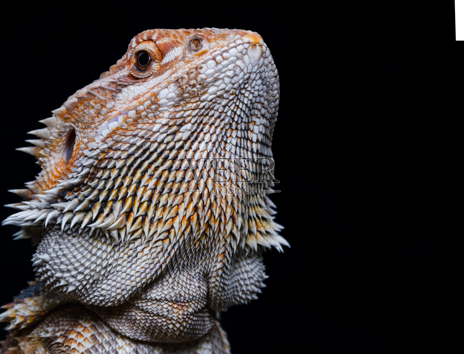 松狮蜥照片摄影图片