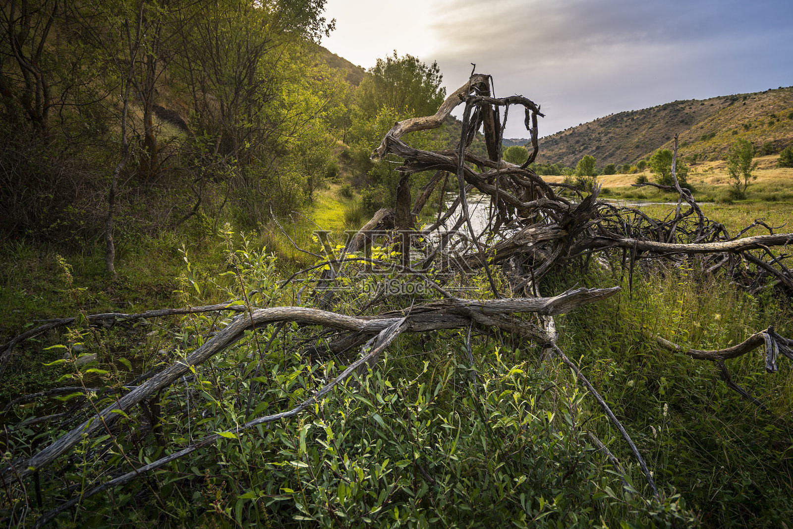 橄榄浮筒照片摄影图片