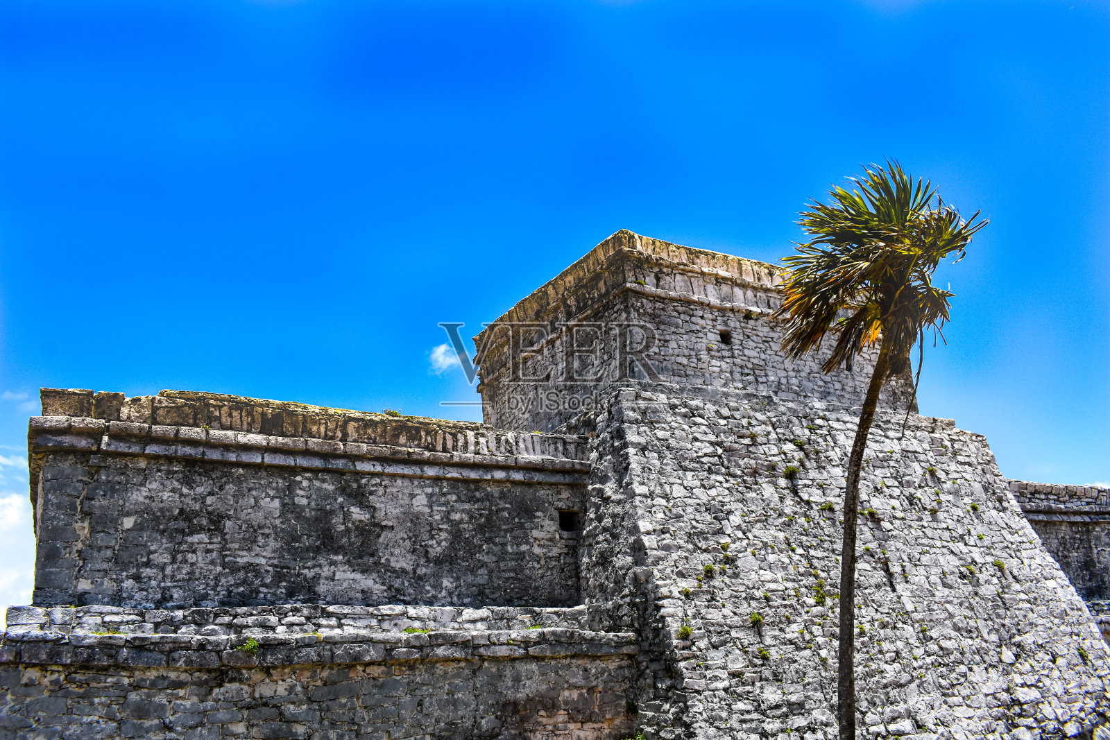 玛雅废墟和图卢姆的一棵棕榈树照片摄影图片