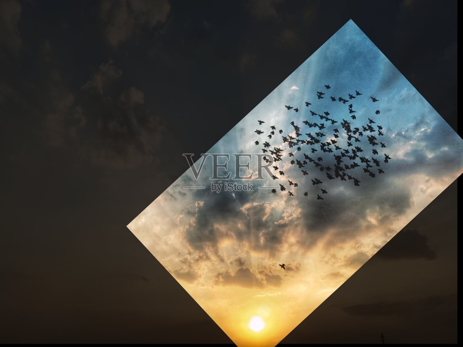 大自然:向着太阳飞翔的鸟儿照片摄影图片