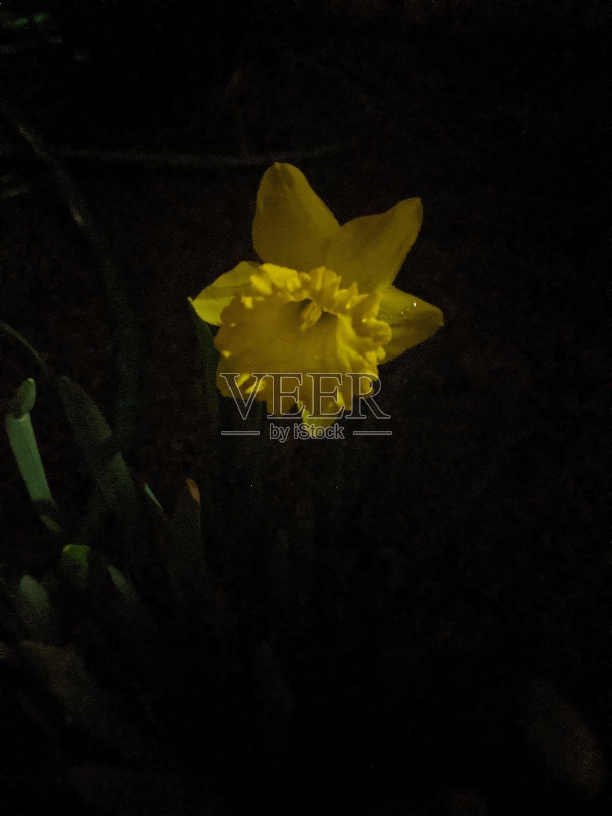 在黑暗中绽放照片摄影图片