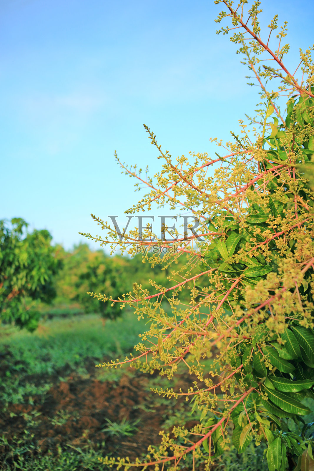 近距离的芒果树与芒果花在田野。照片摄影图片